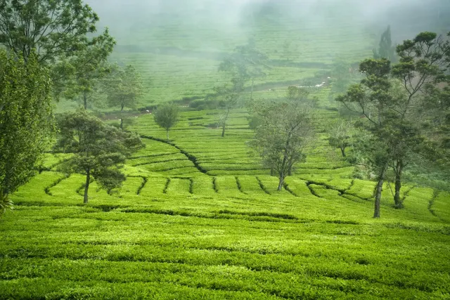 Tea hills around Ella in morning mist