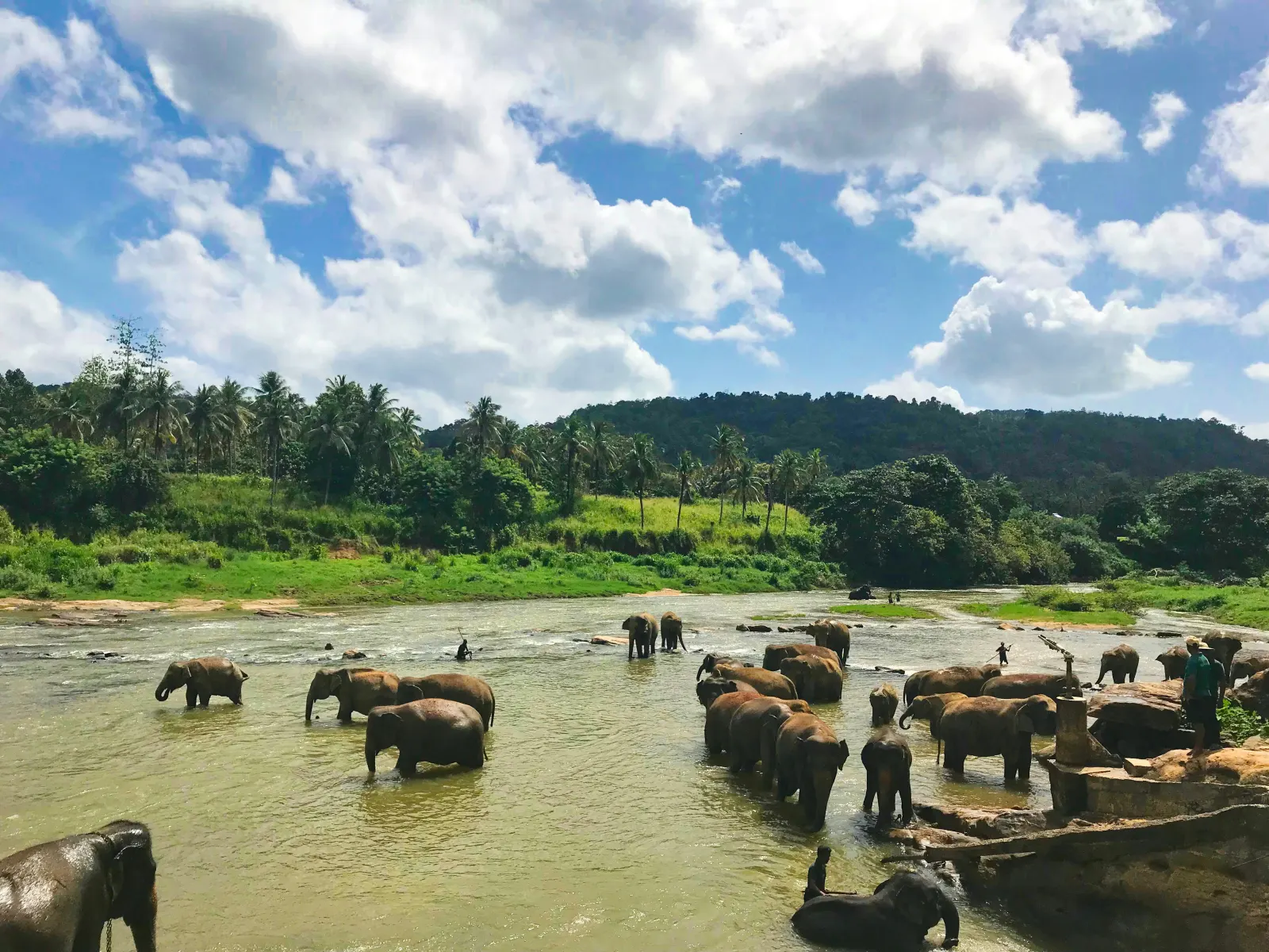 Elephants bathing in the shallow Ma Oya river at Pinnawala, with palms and green hills behind