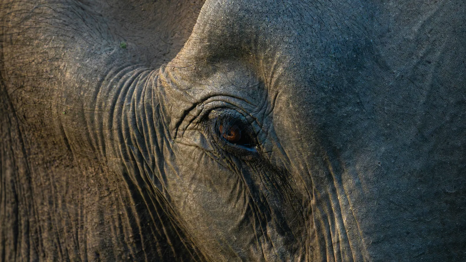 Close view of the eye and wrinkled skin of a wild elephant in Udawalawe National Park